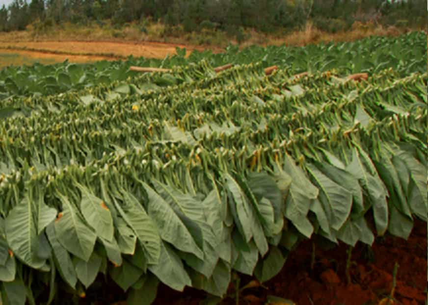 Tobacco leaves being harvested for manufacturing